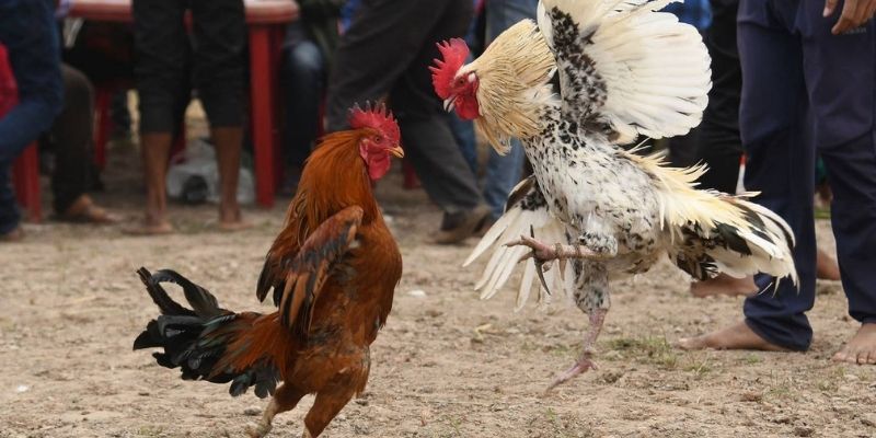 Thành viên có thể tự do lựa chọn nhiều hình thức chọi gà