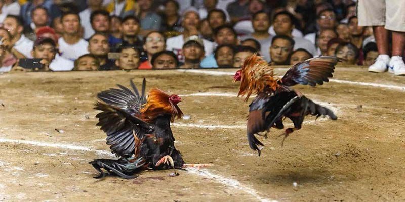 Trải nghiệm đá gà tre điêu luyện tại hệ thống